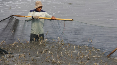 Vietnam aims for sustainable shrimp production to meet global demand