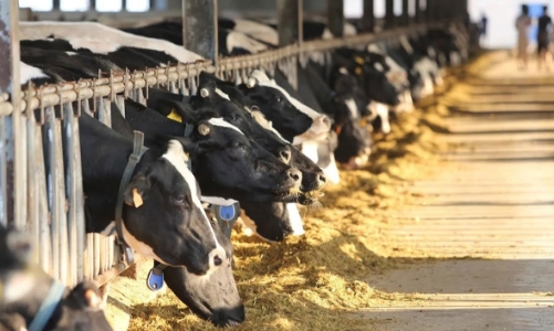 Miệt mài đẩy “bánh xe” tín dụng ở vùng trũng hấp thụ vốn 