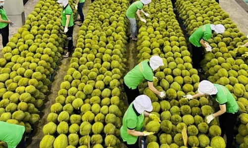 Giá trị xuất khẩu rau quả quý 1 giảm 11,3%