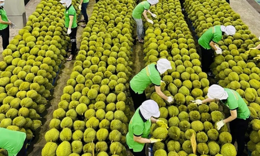 Xuất khẩu rau quả hiện đang phụ thuộc nhiều vào mặt hàng sầu riêng