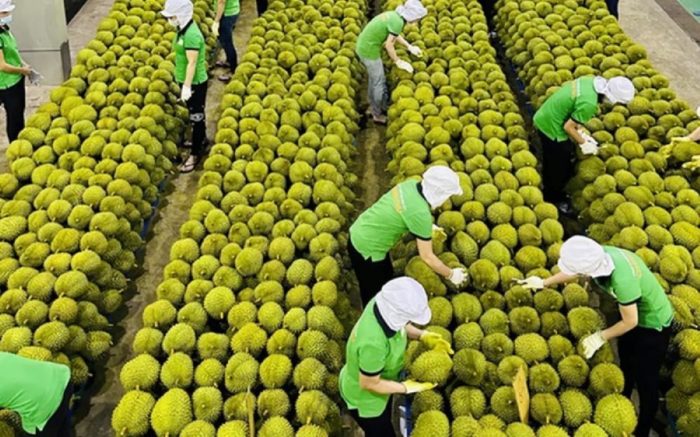 Xuất khẩu rau quả hiện đang phụ thuộc nhiều vào mặt hàng sầu riêng