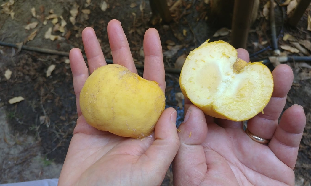 Quả kem có giá khoảng 300.000 đồng/kg nhưng số lượng không nhiều, chỉ vài địa chỉ rao bán.