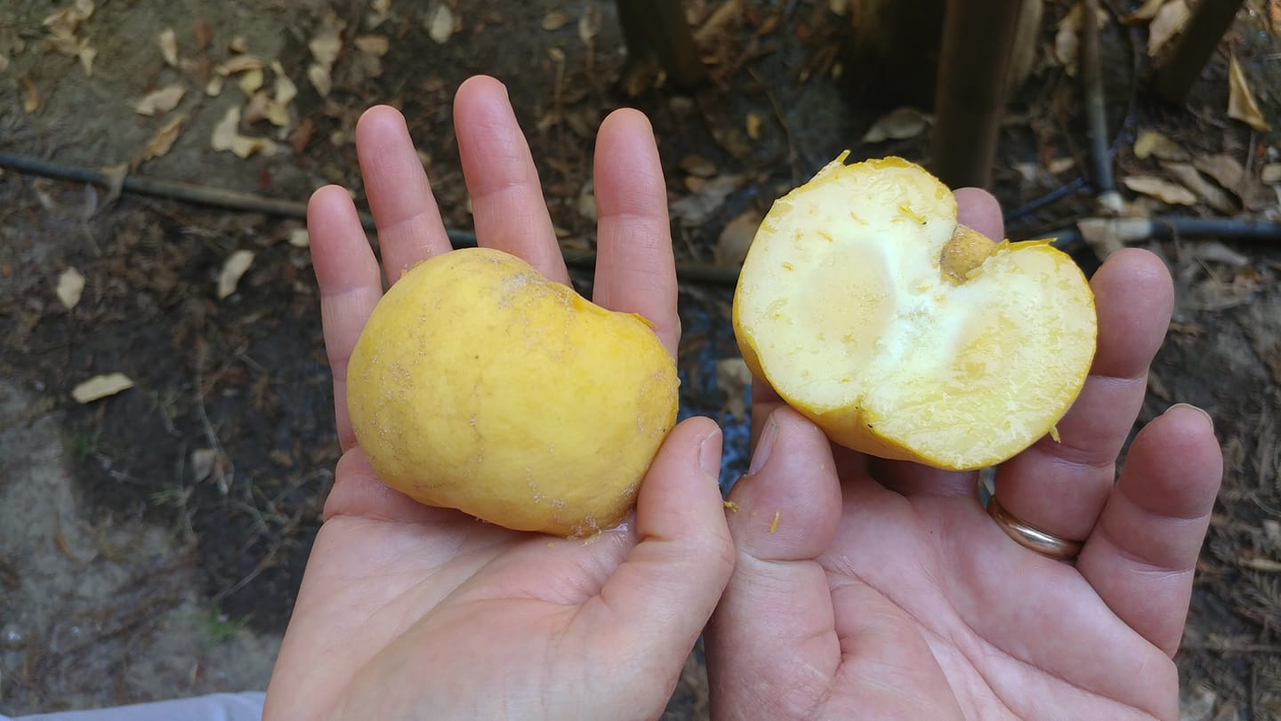 Quả kem có giá khoảng 300.000 đồng/kg nhưng số lượng không nhiều, chỉ vài địa chỉ rao bán.