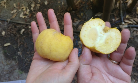 Quả kem có giá khoảng 300.000 đồng/kg nhưng số lượng không nhiều, chỉ vài địa chỉ rao bán.