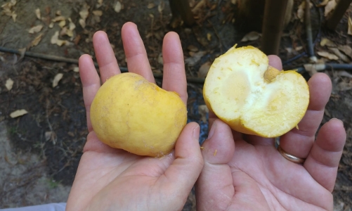 Nhiều loại trái cây giá “chát” nhưng vẫn hút khách