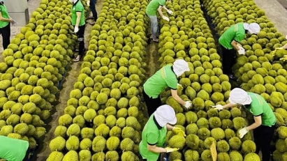 Fruit & vegetable exports reach $1.14 bln in Q1