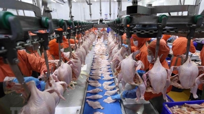 Vietnamese poultry products allowed to export to Singapore