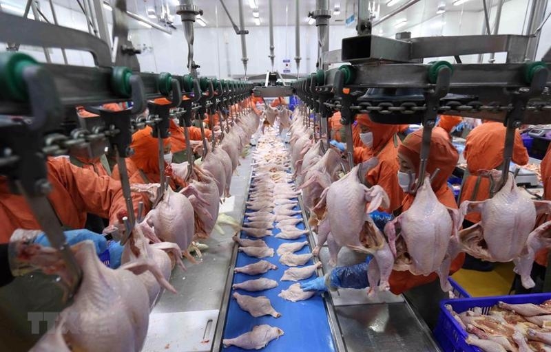 Vietnamese poultry products allowed to export to Singapore