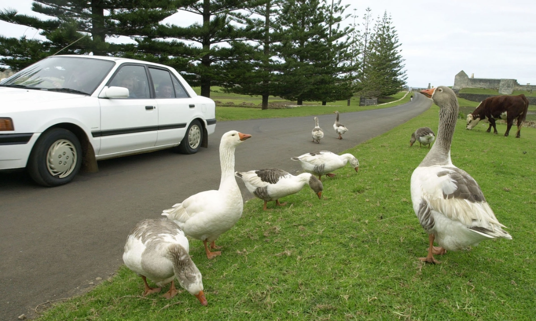 Nằm ở giữa New Zealand và Australia, đảo Norfolk có chưa tới 3.000 dân - Ảnh: AP