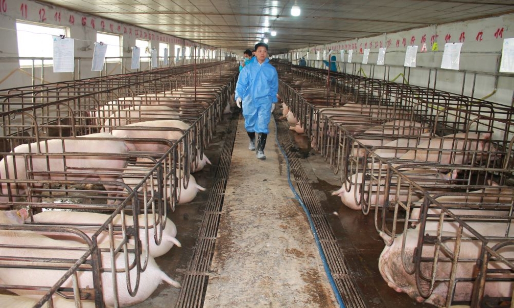 Trang trại chăn nuôi lợn sinh sản của Công ty Cổ phần AVAC. Ảnh: CK.