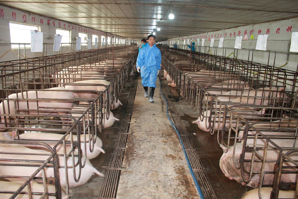 Trang trại chăn nuôi lợn sinh sản của Công ty Cổ phần AVAC. Ảnh: CK.