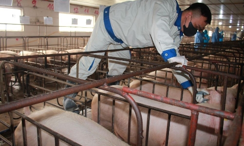 Trông đợi vaccine ASF được sử dụng trên lợn nái sinh sản