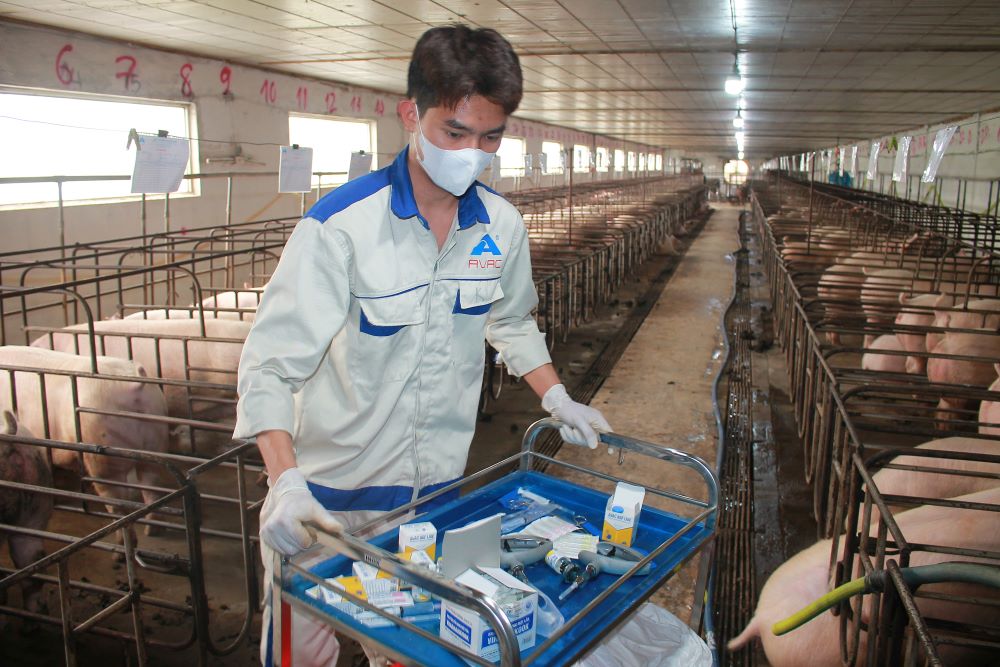 Đàn lợn sau khi tiêm vaccine ASF đều khoẻ mạnh và phát triển tốt. Ảnh: CK.