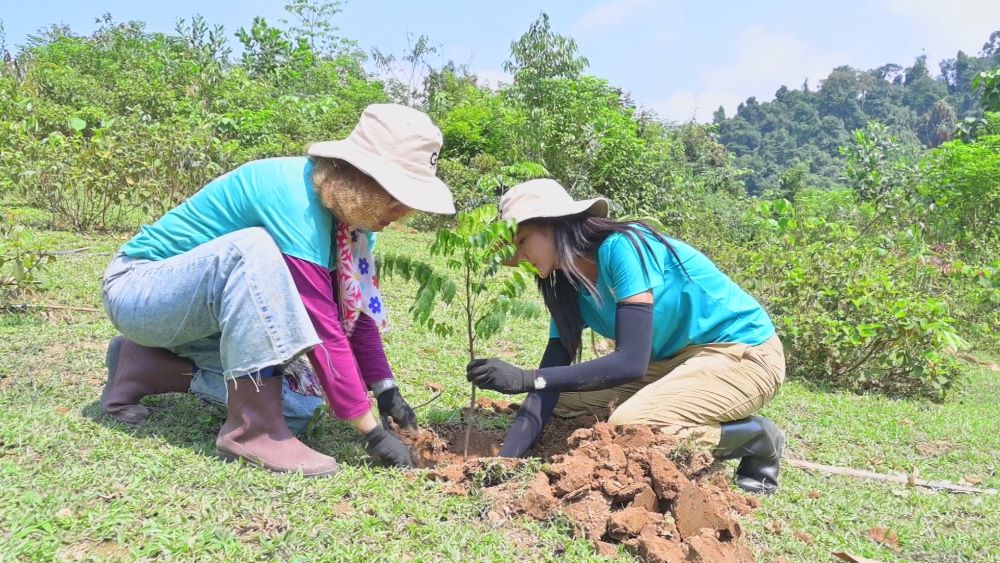 Sản xuất lâm nghiệp đẩy mạnh công tác trồng rừng mới.