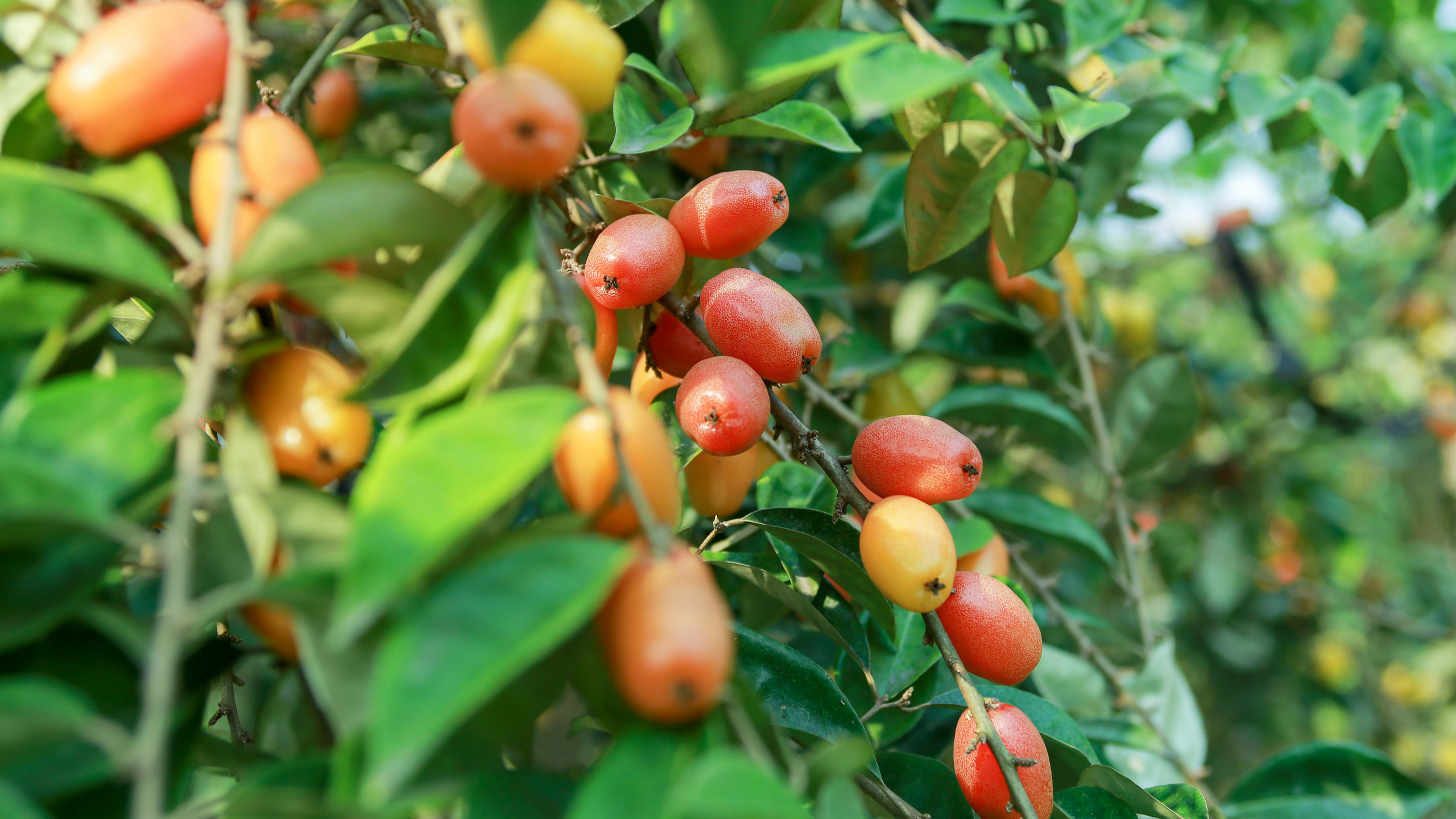 Đầu tháng Ba âm lịch là lúc người dân tại huyện Hoài Đức (Hà Nội) bước vào vụ thu hoạch nhót chín.