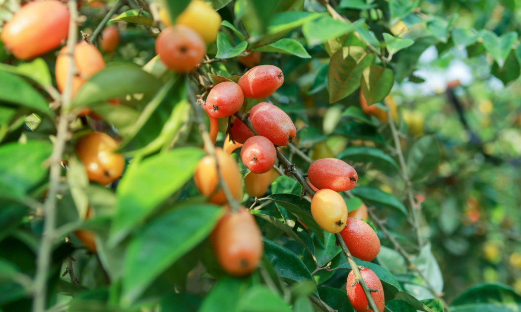 Đầu tháng Ba âm lịch là lúc người dân tại huyện Hoài Đức (Hà Nội) bước vào vụ thu hoạch nhót chín.