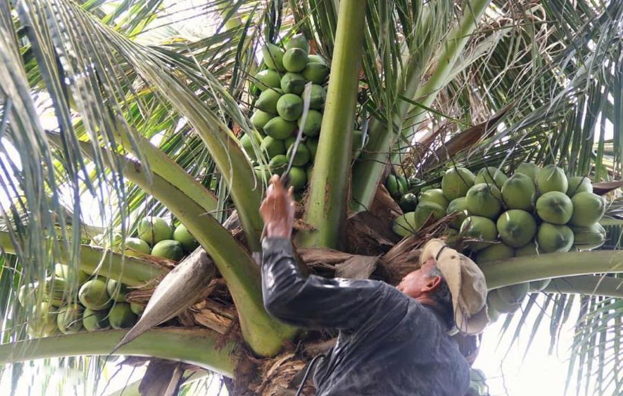 Tỉnh Bến Tre xác định và phấn đấu đến năm 2030, du lịch sẽ là ngành kinh tế mũi nhọn và phát triển bền vững, trong đó 