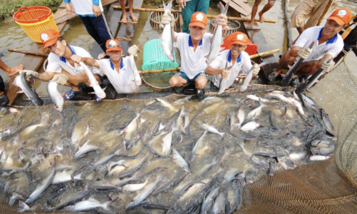 Thuế xuất khẩu thủy sản sang Mỹ tăng thêm 10%, cá tra Việt Nam hưởng lợi? 