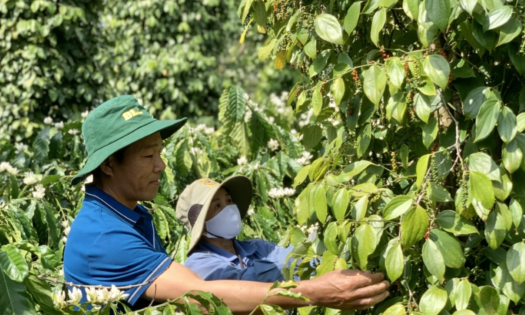 Giá hồ tiêu trong nước đang ở mức cao.