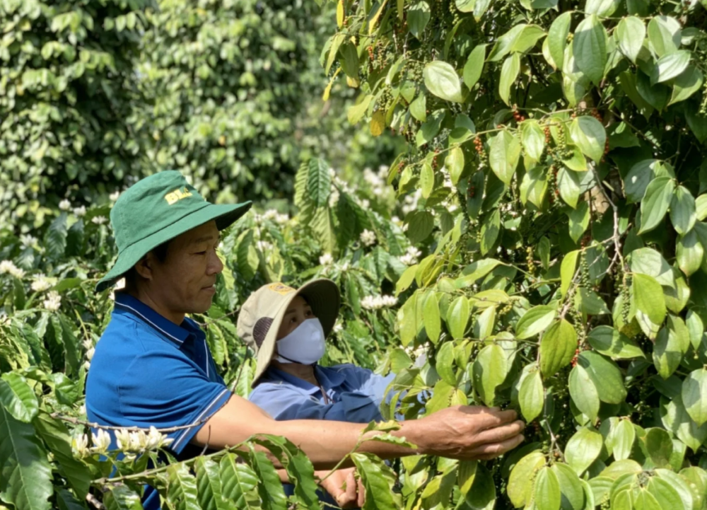 Giá hồ tiêu trong nước đang ở mức cao.