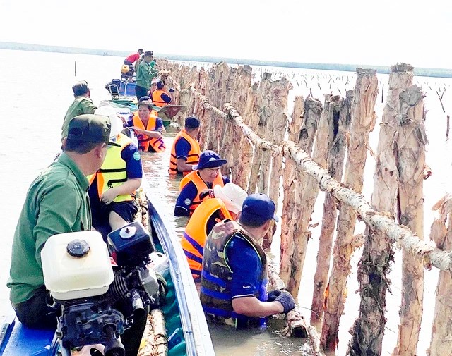 Đội ngũ BAT Việt Nam tham gia khoanh nu&ocirc;i x&uacute;c tiến t&aacute;i sinh rừng ngập mặn.