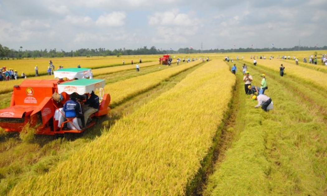Đề xuất kéo dài thời gian miễn thuế sử dụng đất nông nghiệp như quy định hiện hành đến hết ngày 31/12/2030. Ảnh minh họa.