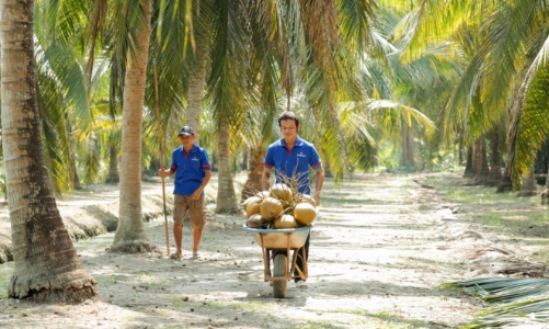 Vietcoco nỗ lực đổi mới để nâng cao giá trị dừa Việt trên trường quốc tế