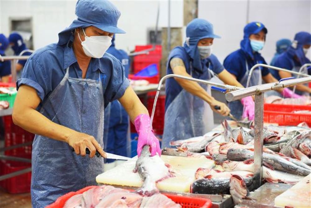 Hoa Kỳ là thị trường số 2 của cá tra Việt Nam. Ảnh minh họa.