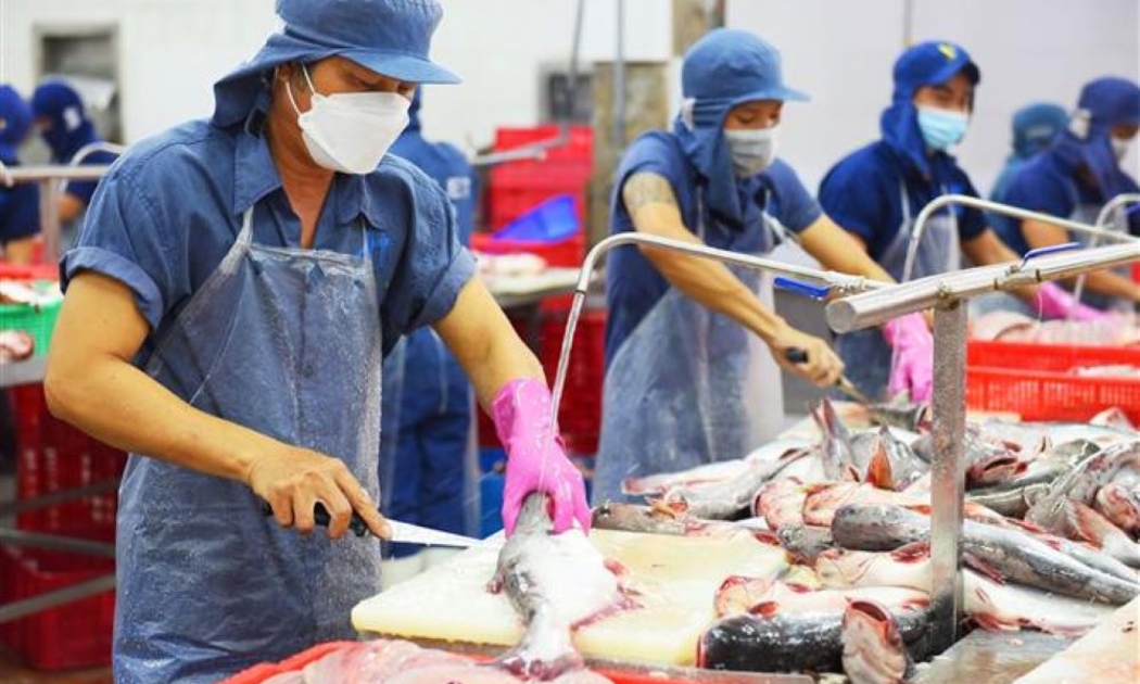 Hoa Kỳ là thị trường số 2 của cá tra Việt Nam. Ảnh minh họa.