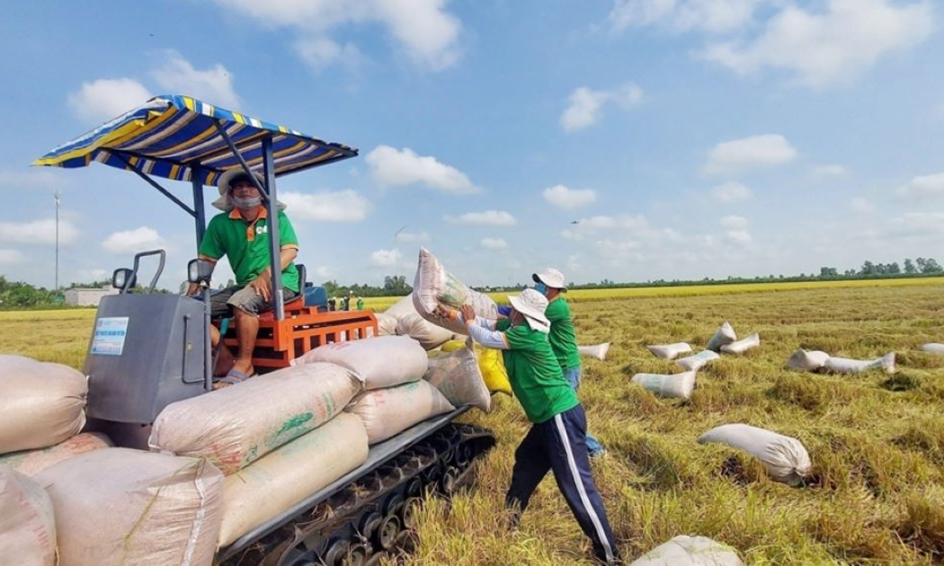 Giá gạo xuất khẩu của Việt Nam đã tăng trở lại.