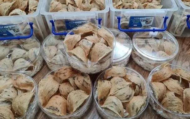 Vietnamese bird's nest. Photo: VGP