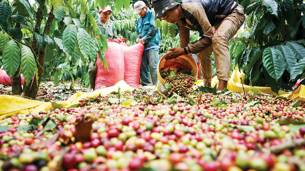 Xuất khẩu nông sản tận dụng “khoảng lặng” để giữ thị trường Hoa Kỳ