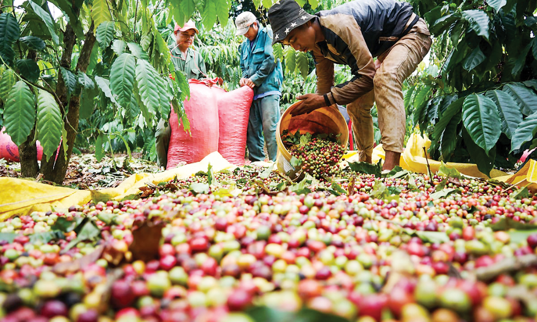 Cà phê vẫn đang được giá cao