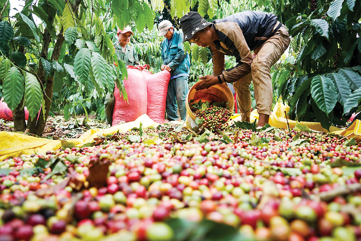 Cà phê vẫn đang được giá cao