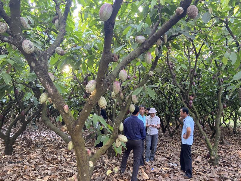 A Cacao farm in the Central Highland province of Dak Nong.