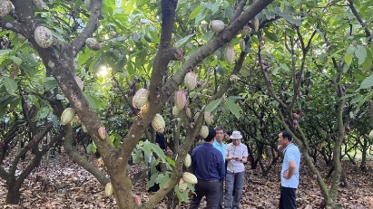 Bright prospect for cacao industry