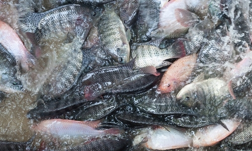 Cơ hội cho cá rô phi Việt Nam tại thị trường Mỹ