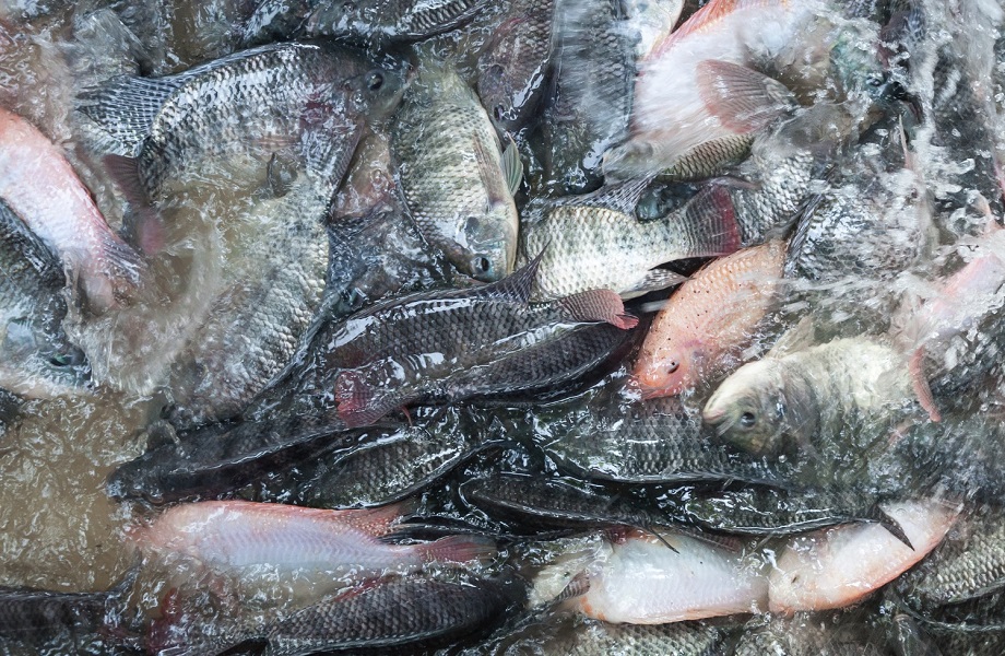 Cơ hội cho xuất khẩu cá rô phi của Việt Nam vào thị trường Mỹ trong thởi gian tới là rất khả quan. Ảnh minh họa.