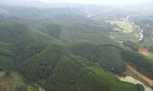 Hà Tĩnh phát triển kinh tế xanh thông qua trồng rừng gỗ lớn đạt chứng chỉ bền vững FSC