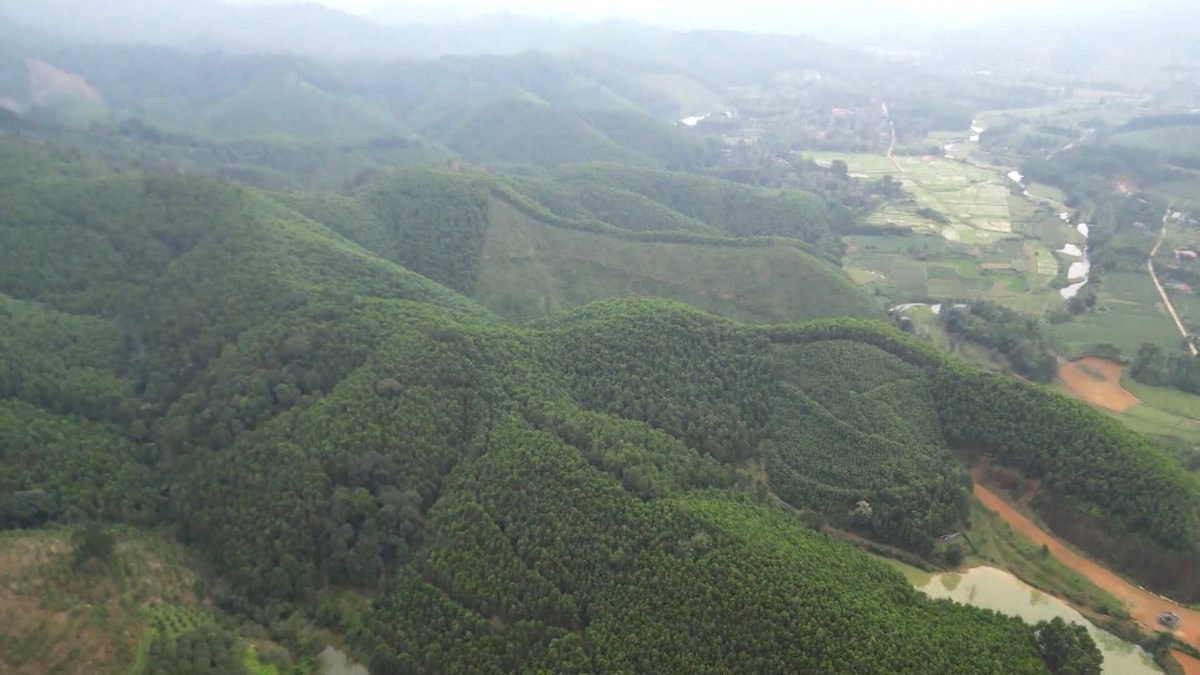 Những cánh rừng trải dài ở Hà Tĩnh – nguồn tài nguyên quý giá để hấp thụ, lưu trữ carbon và mở ra hướng phát triển kinh tế rừng bền vững trong tương lai.