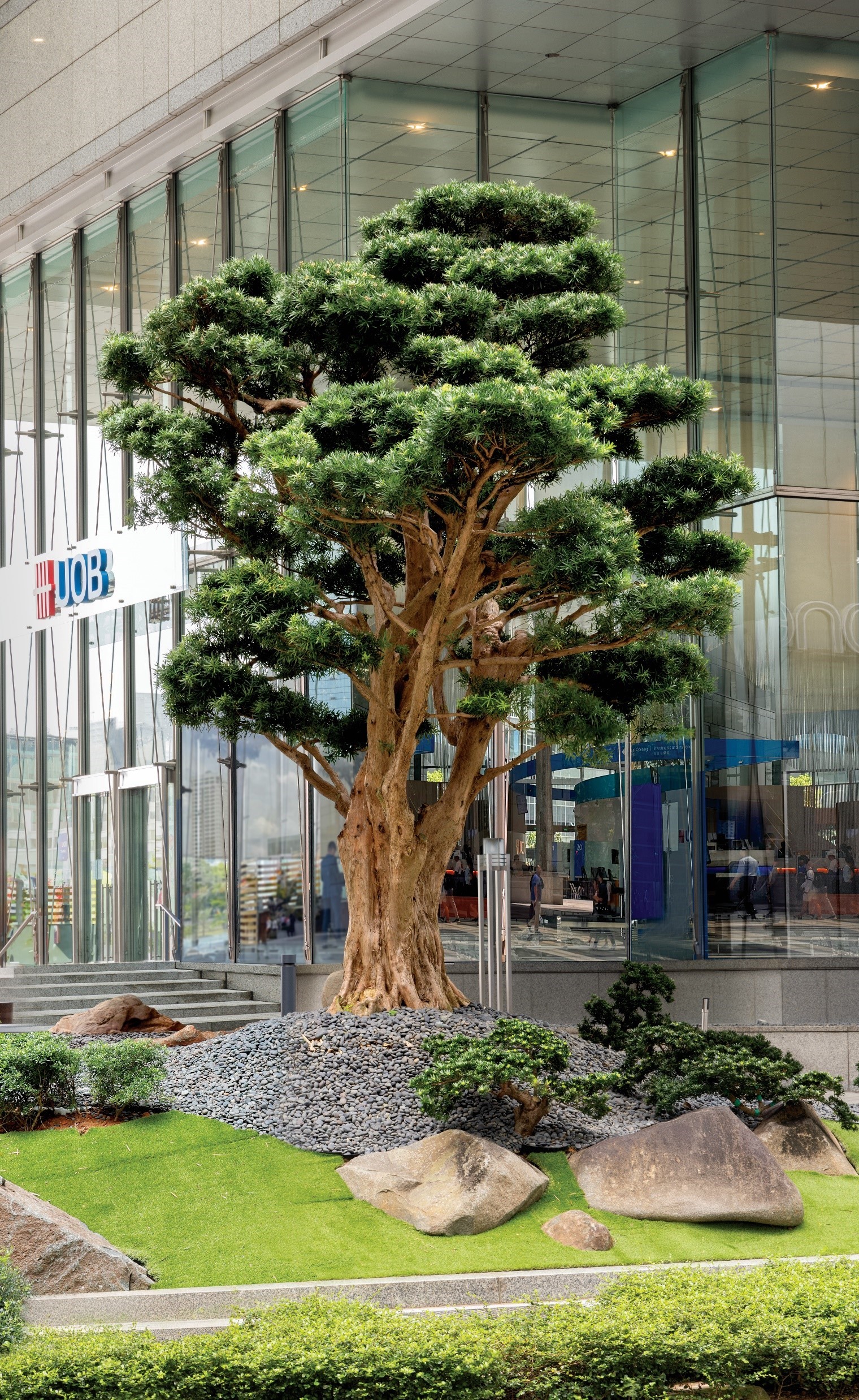 The bonsai at UOB headquarters in Singapore