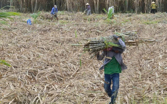 Với những nỗ lực t&aacute;i sinh bền vững, c&acirc;y m&iacute;a sẽ lại trở th&agrave;nh một nguồn thu ổn định cho người d&acirc;n Thanh H&oacute;a