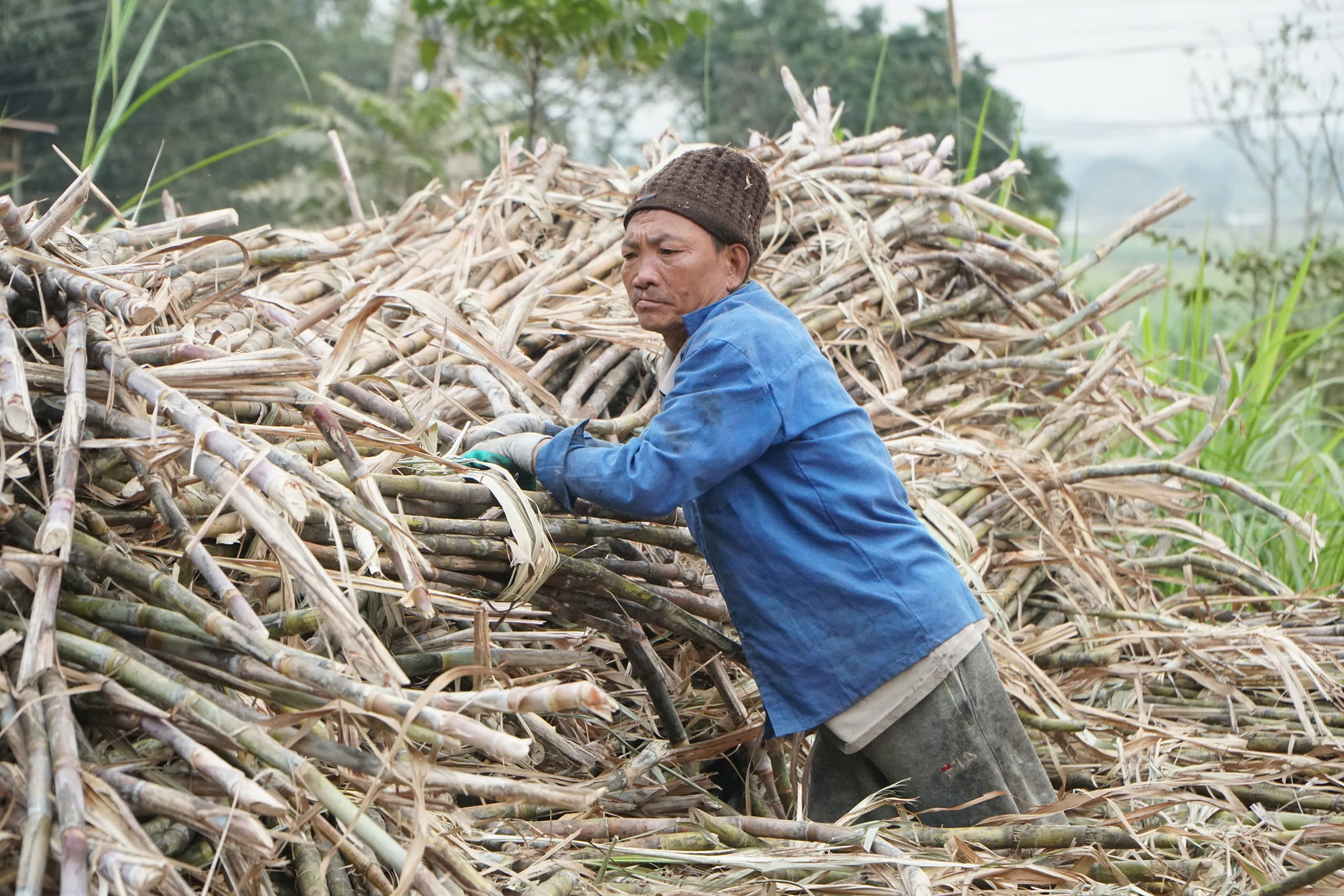 Các cơ quan chức năng và doanh nghiệp trong tỉnh Thanh Hoá đã bắt đầu triển khai những giải pháp để cứu vãn ngành mía đường.
