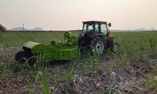 Nỗ lực “tái sinh” cây mía xứ Thanh