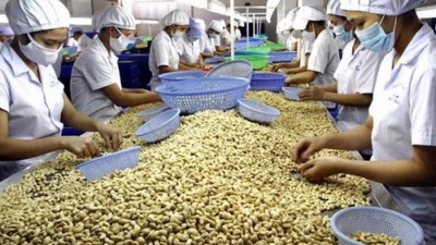 Vietnam’s cashew exports see market shifts in Q1 2025