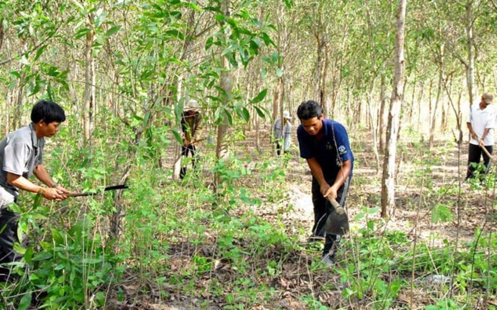 Giao khoán đất lâm nghiệp cho người dân phát triển kinh tế rừng.
