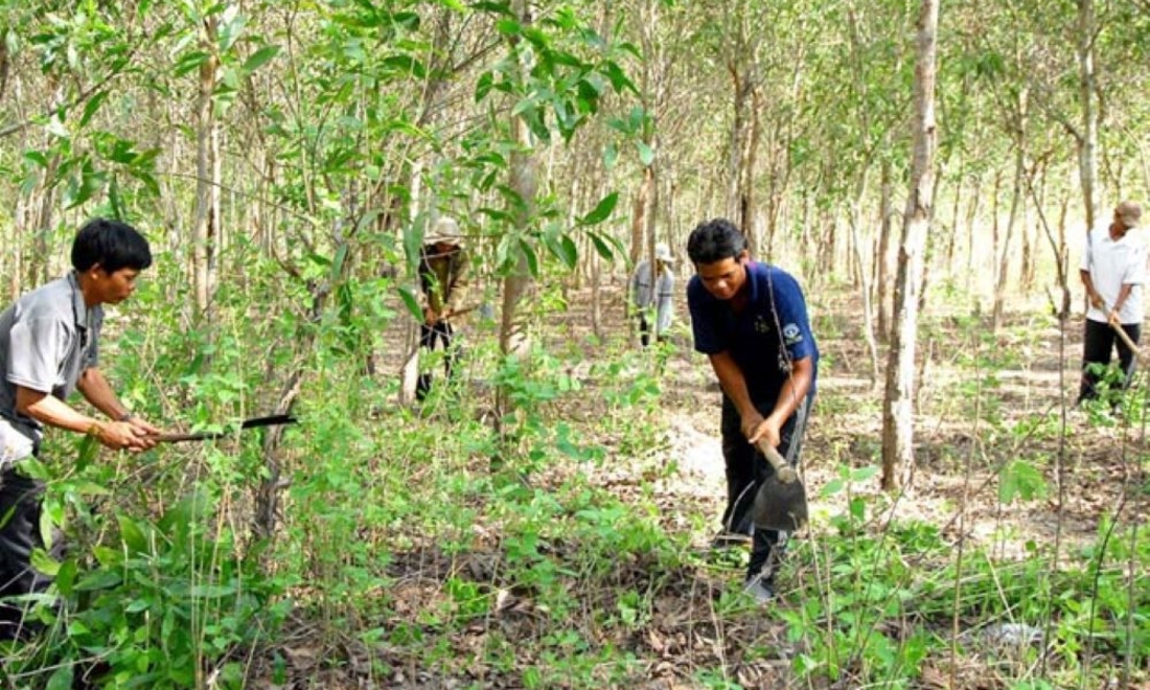 Giao khoán đất lâm nghiệp cho người dân phát triển kinh tế rừng.