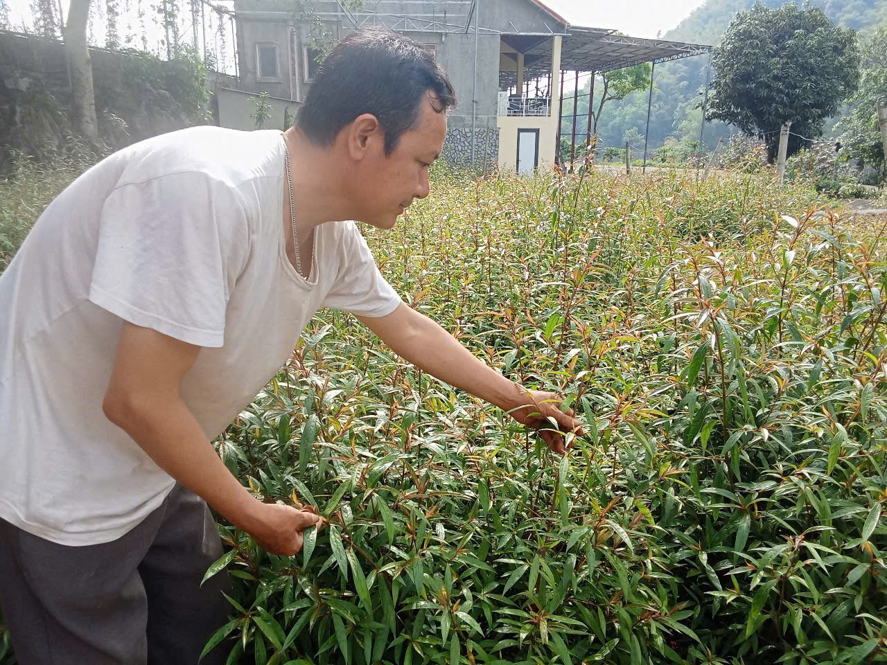 Nguyễn Ngọc Thân giám đốc HTX dược liệu Pù Luông chăm sóc cây hoàn ngọc