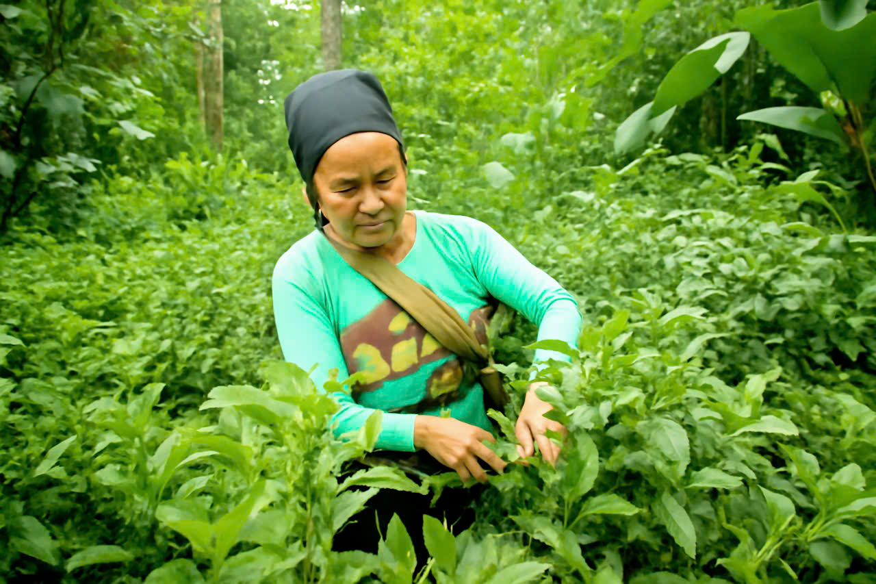 Người dân Thành Lâm với cây sói rừng