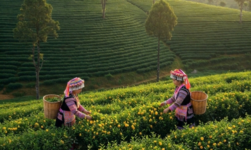 Hiệu quả từ mô hình 